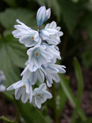 Puschkinia libanotica