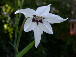 Acidanthera Bicolor Murielae