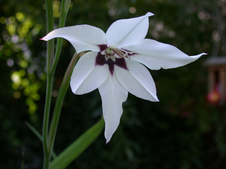 Acidanthera Bicolor Murielae