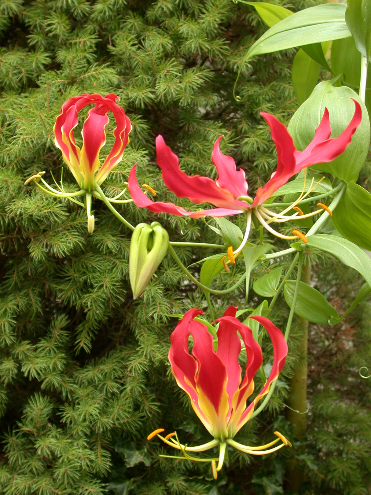 Gloriosa rothschildiana