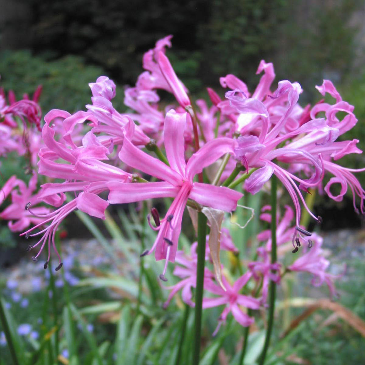 Nerine bowdenii