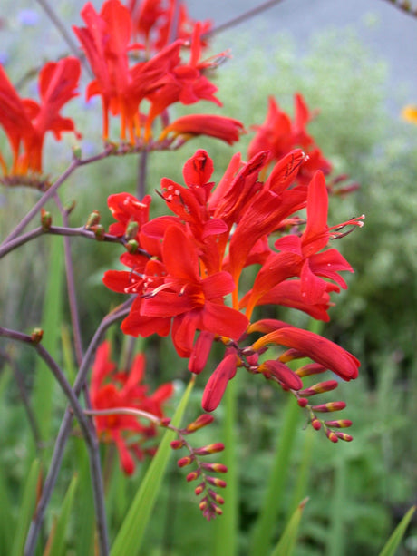 Crocosmia Lucifer