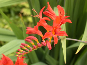 Crocosmia Lucifer