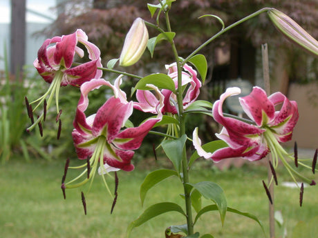 Lily Black Beauty