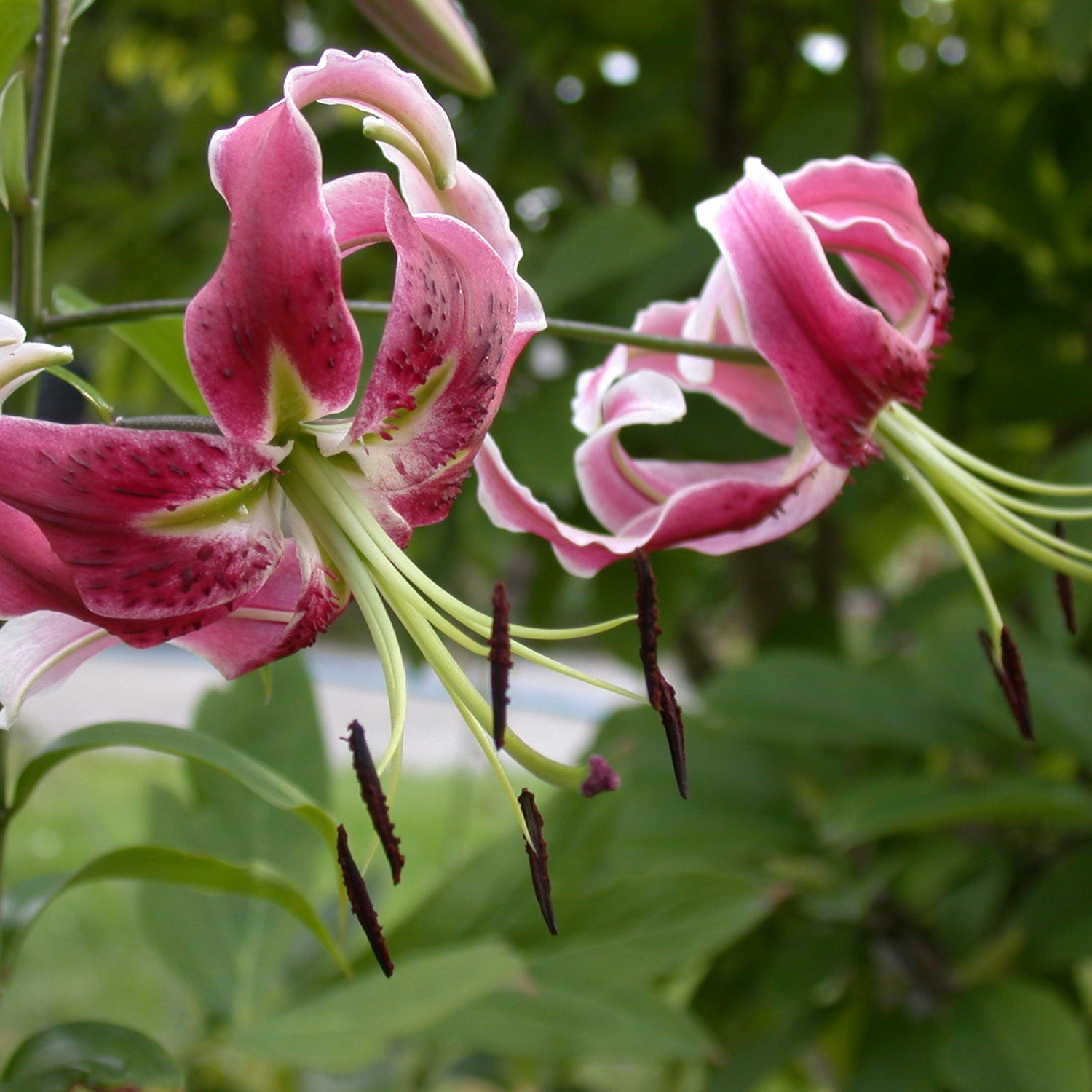 black eye asiatic lily Lily Black Beauty – Coast Farms