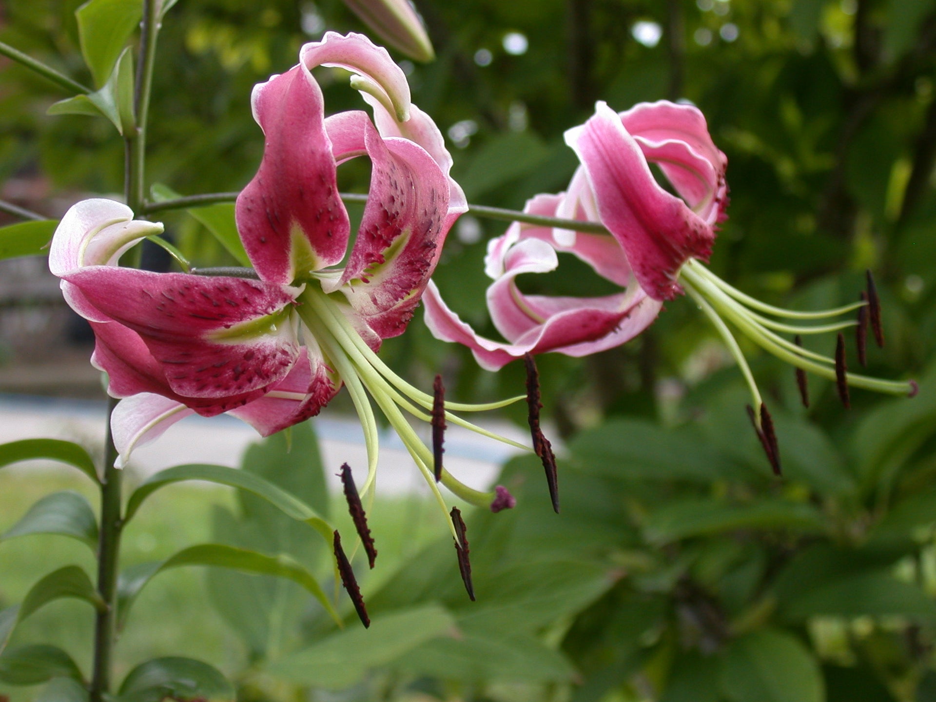 Lily Black Beauty – Coast Farms