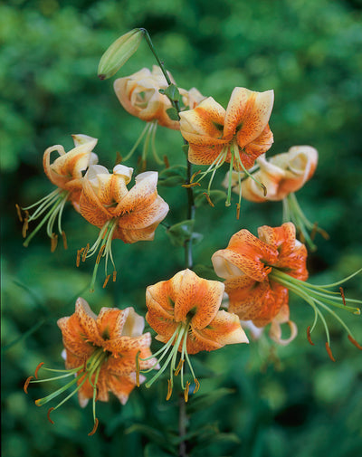 How to Plant Lily Bulbs