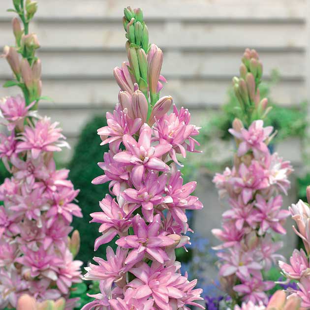 Polianthes tuberose Pink Sapphire