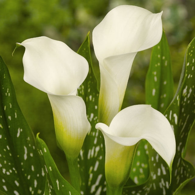 Calla Snowstorm
