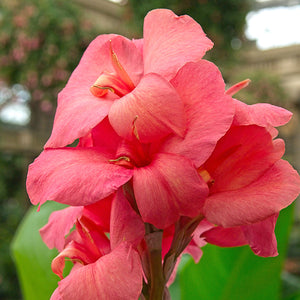 Canna Pink Beauty