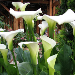 Calla Lily