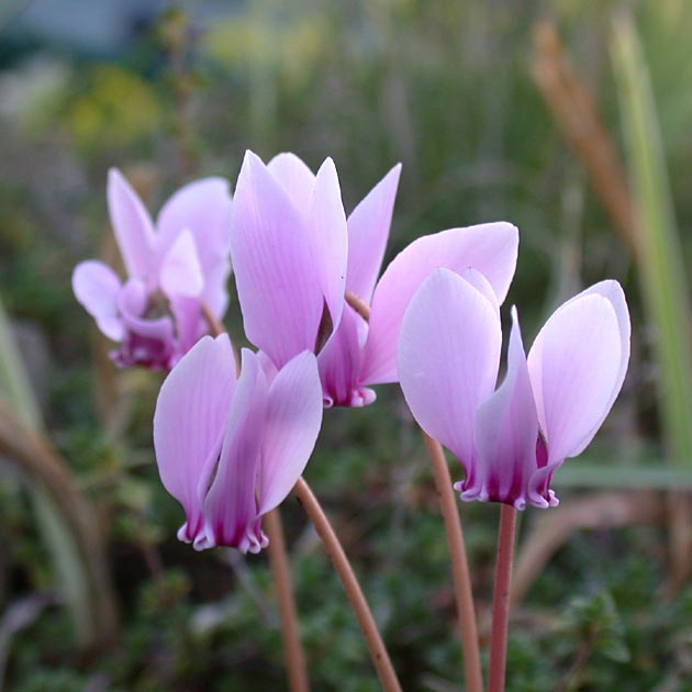 Cyclamen hederifolium