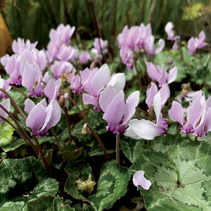 Cyclamen hederifolium