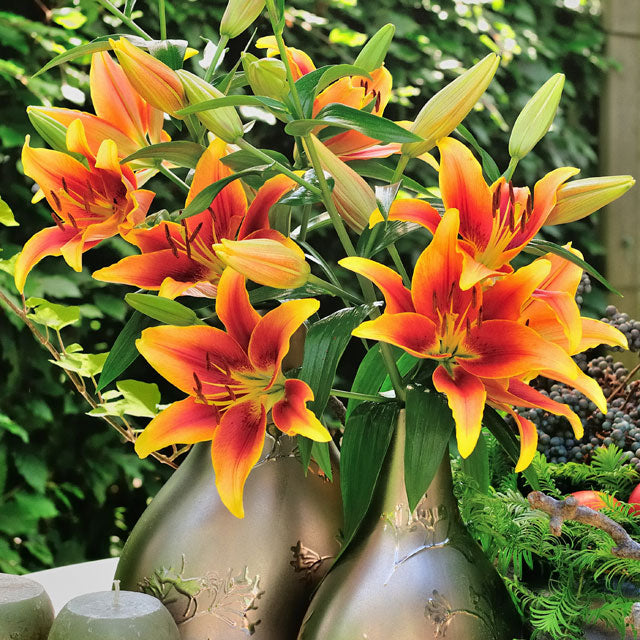 lily – Coast Farms