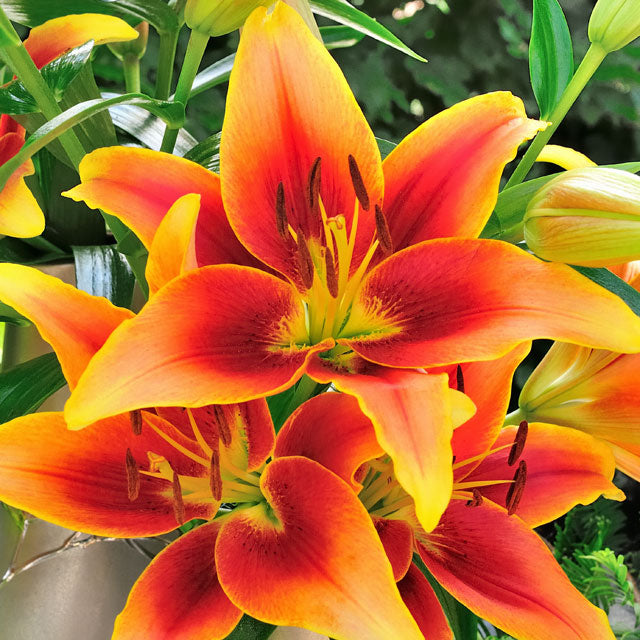 ひかり　MUSE de Deuxieme Classe Lily Lily Kaveri – Coast Farms