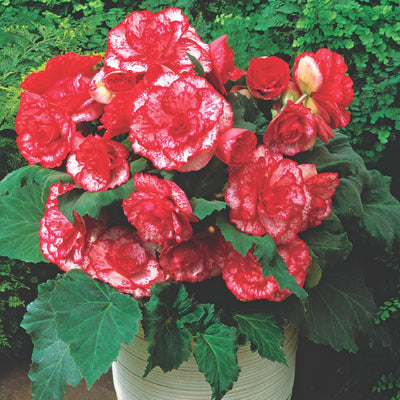 How to Plant Begonias in Canada – Coast Farms