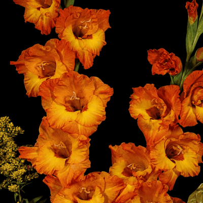 Planting guide image