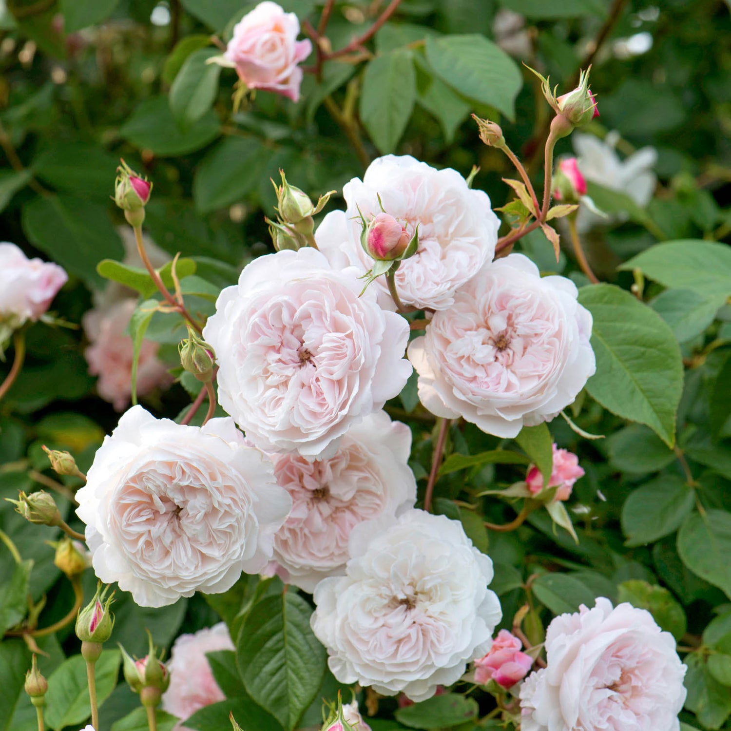 David Austin Rose - The Albrighton Rambler