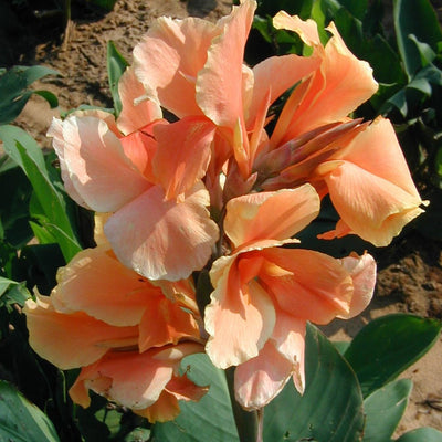 Planting guide image