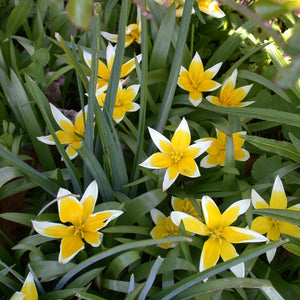Botanical Tulips