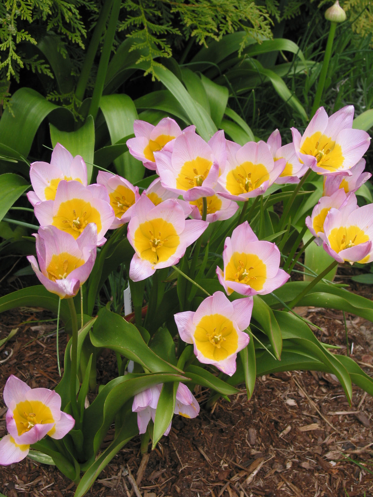 Tulip Saxatilis