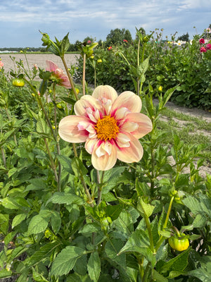 Dahlia Rhubarb Custard