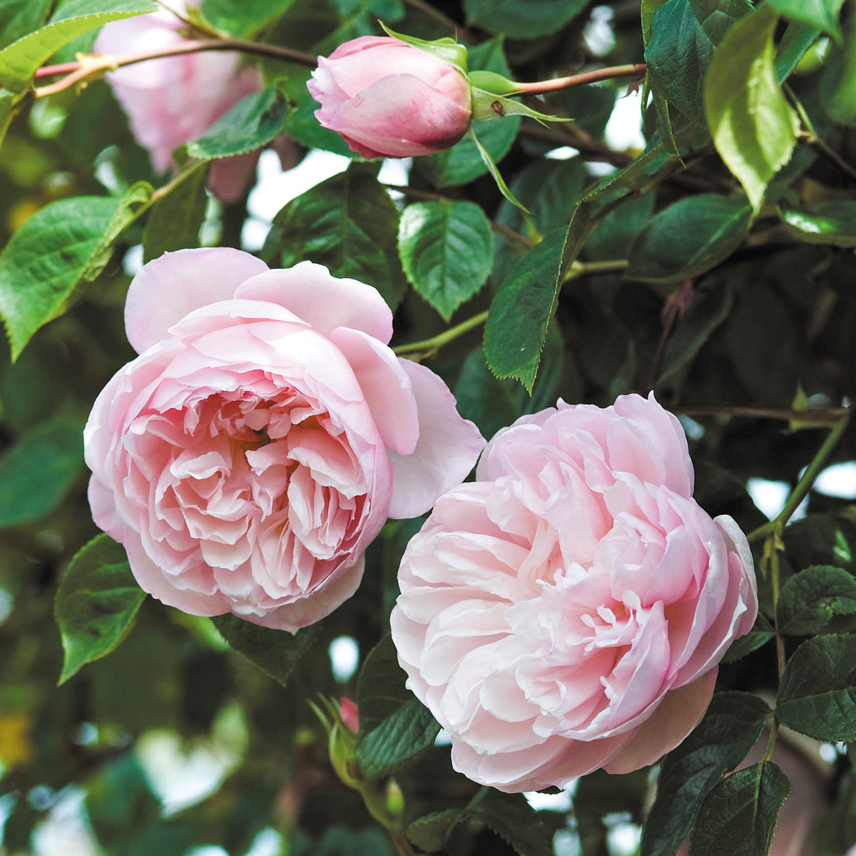 David Austin Rose - The Generous Gardener – Coast Farms