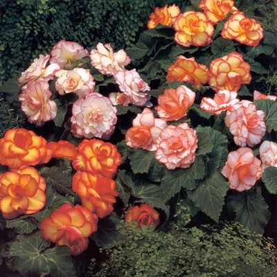 Planting guide image
