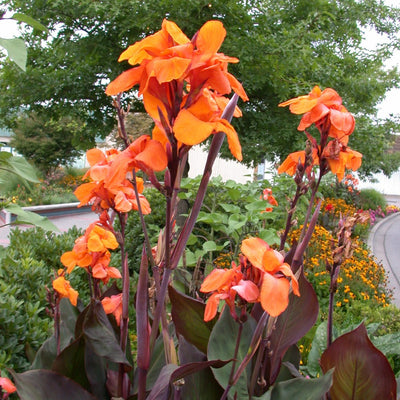 Planting guide image