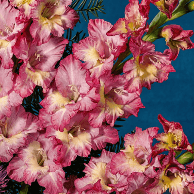 Planting guide image