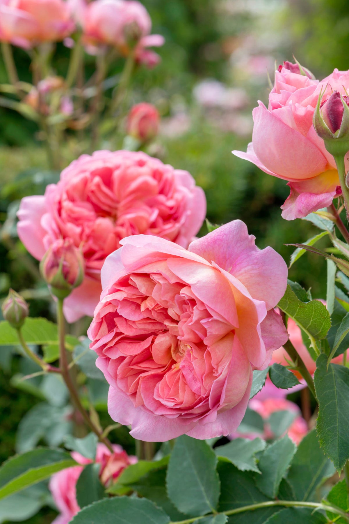 Quality Canadian Garden Plants | Coast Farms Roses, Bulbs & Perennials