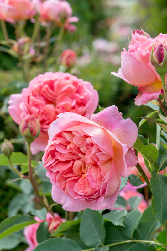 David Austin Rose - Boscobel