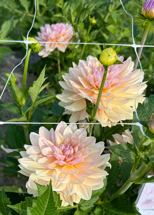 Dahlia Joel's Favourite