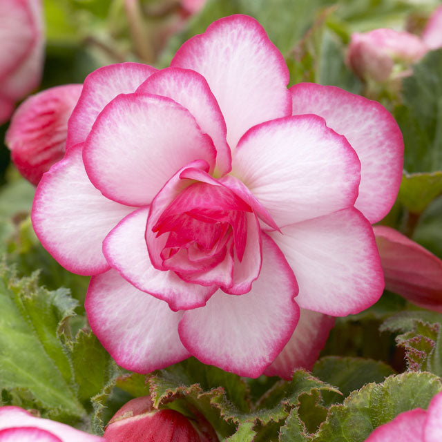 Begonia Novelty Picotee White