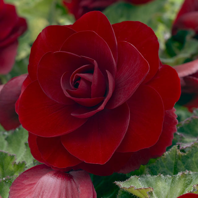 Begonia Double Camellia Red