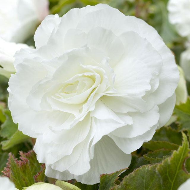 Begonia Double Camellia White