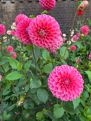 Dahlia Sweet Fabienne