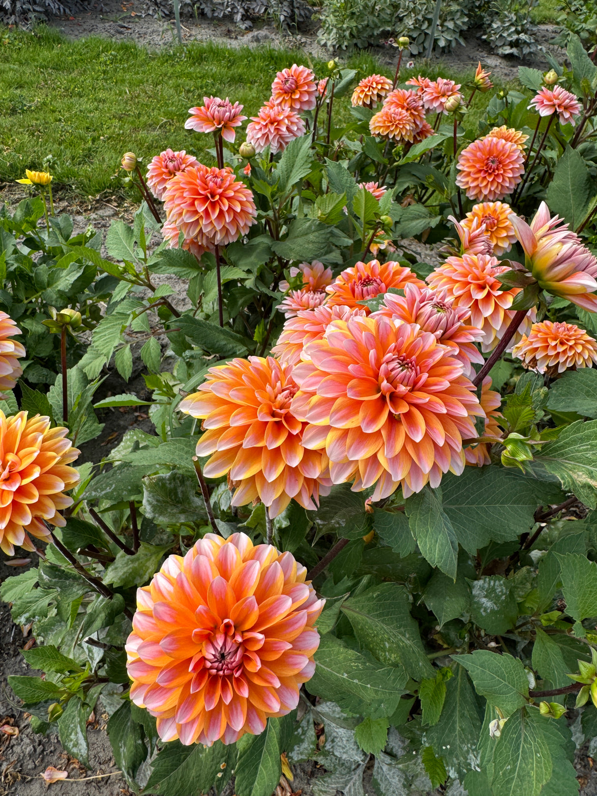 Dahlia Peaches and Vanilla