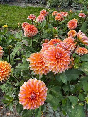 Dahlia Peaches and Vanilla