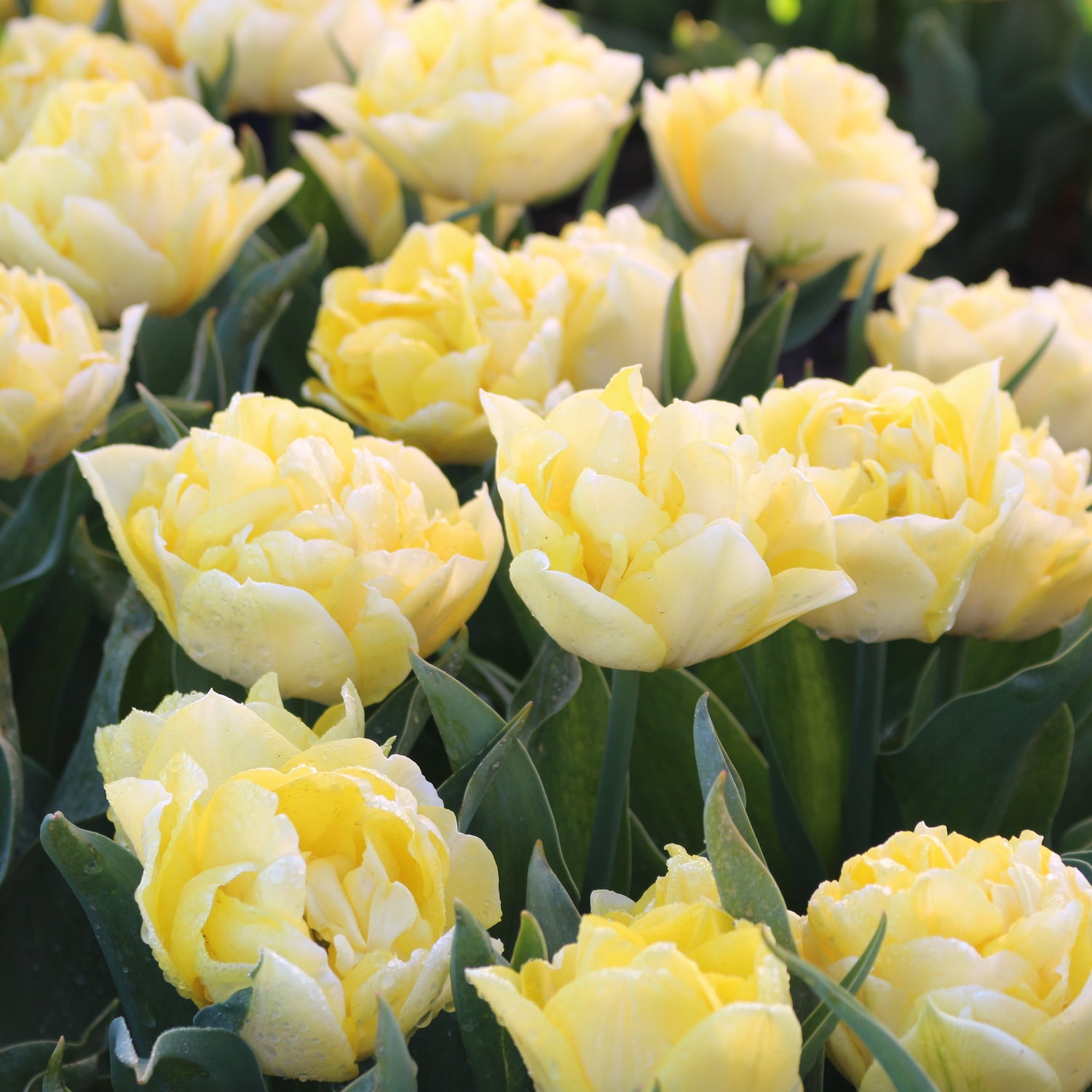 Tulip Secret Perfume