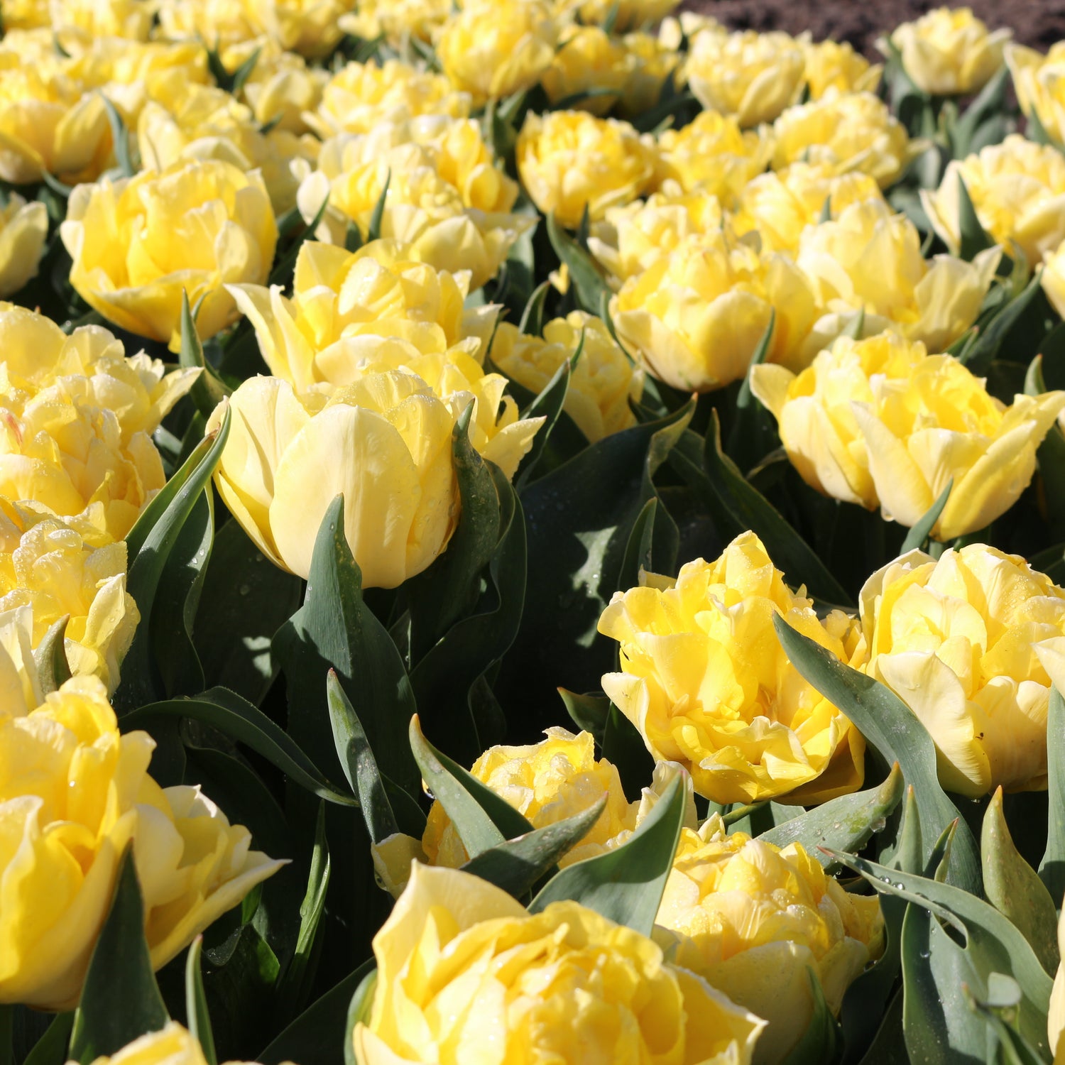 Tulip Secret Perfume
