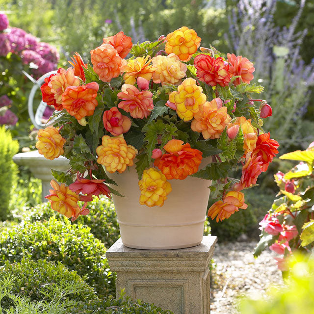 Spring Begonias for Canadian Gardens | Coast Farms