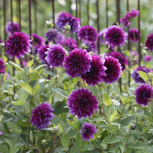 Dahlia Thomas Edison