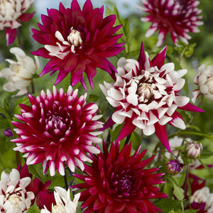 Dahlia Rebecca's World