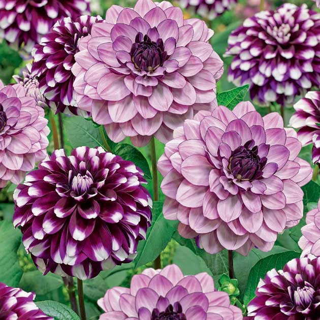 Mixed Dahlia - Berry Crush