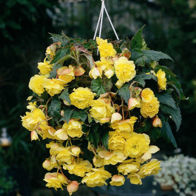 Planting guide image