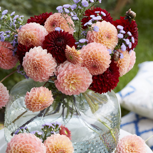 Mixed Dahlia - Copper Canyon