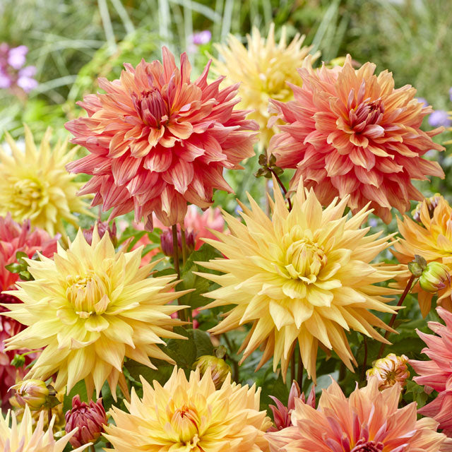 Mixed Dahlia - Peach Please
