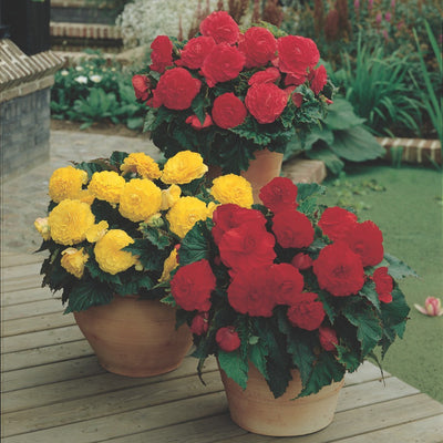 How to Plant Begonias in Canada – Coast Farms
