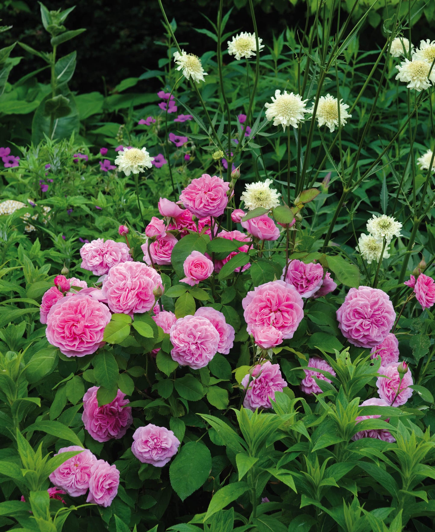 David Austin Rose - Gertrude Jekyll